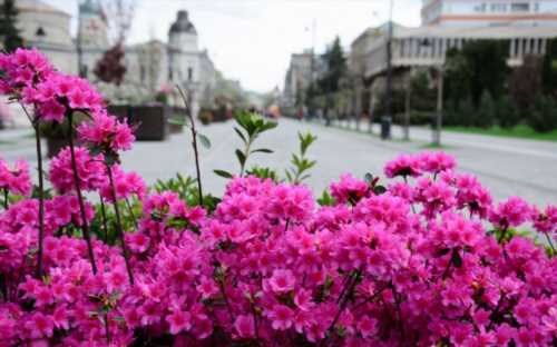 Пишно квітучі кущі рододендрона 